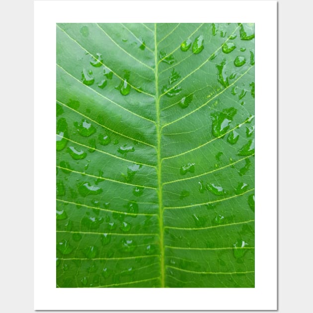 Green banana leaf vein with raindrops Wall Art by kall3bu